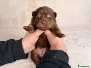 Mixed Breed dogs Stunning genuine chowsky puppies for sale - Advert 13