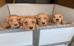 Cocker Spaniel dogs for sale: Superb KC Regd Red Working Cocker Spaniel puppies  - Image 5