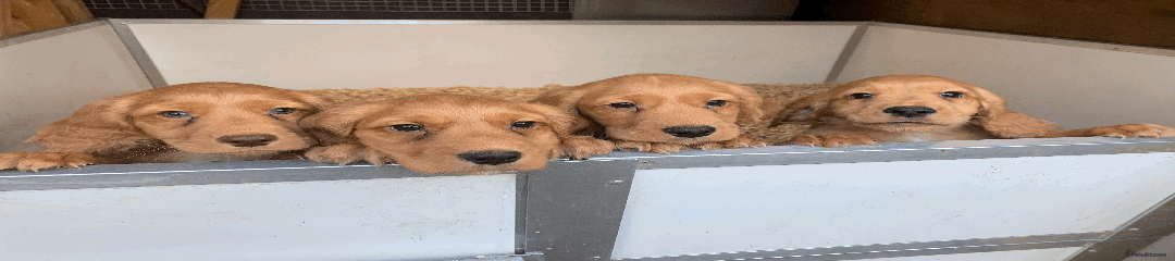 Cocker Spaniel Puppy 2