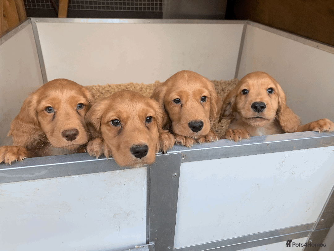 Cocker Spaniel dogs for sale: Superb KC Regd Red Working Cocker Spaniel puppies  - Image 5