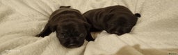 Staffordshire Bull Terrier dogs for sale: Staffordshire Bull Terrier Puppies  - Advert 1
