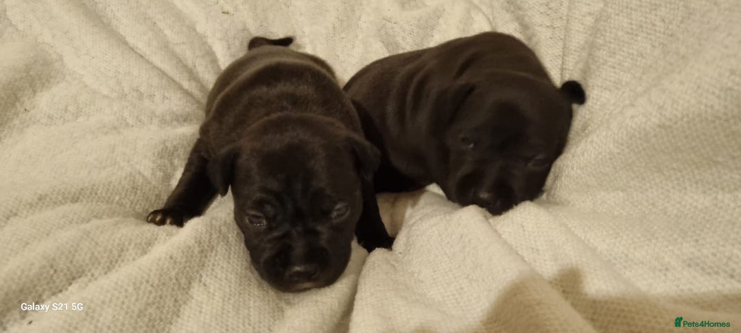 Staffordshire Bull Terrier dogs for sale: Staffordshire Bull Terrier Puppies  - Advert 1