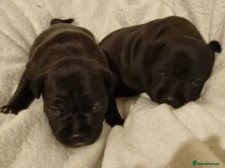 Staffordshire Bull Terrier dogs Staffordshire Bull Terrier Puppies - Advert 16