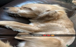 Mixed Breed dogs for sale: Romeo - Image 4