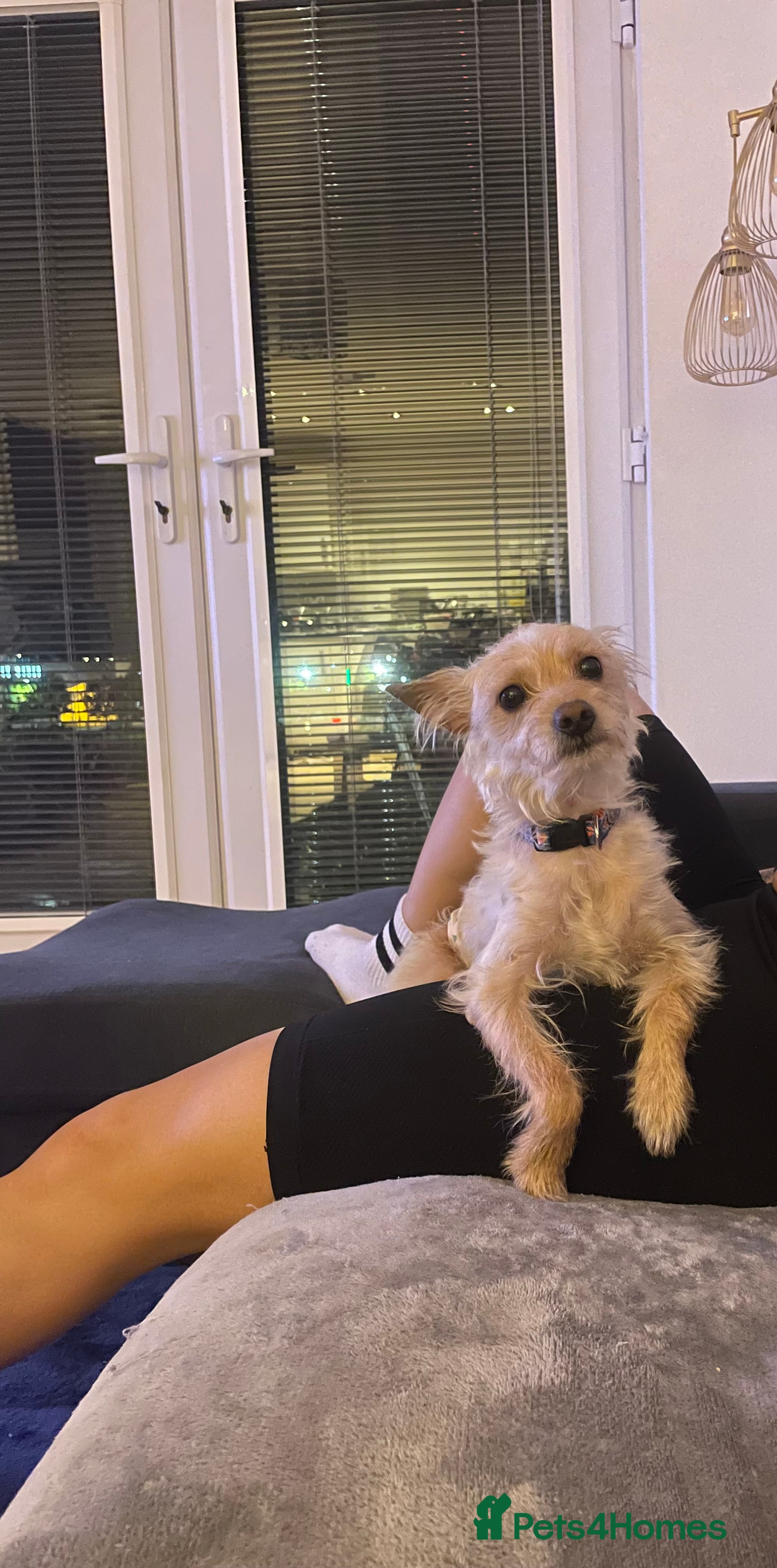 Portuguese Podengo dogs Melman – 3-Year-Old Male Dog Looking for Home in Newport - Advert 5