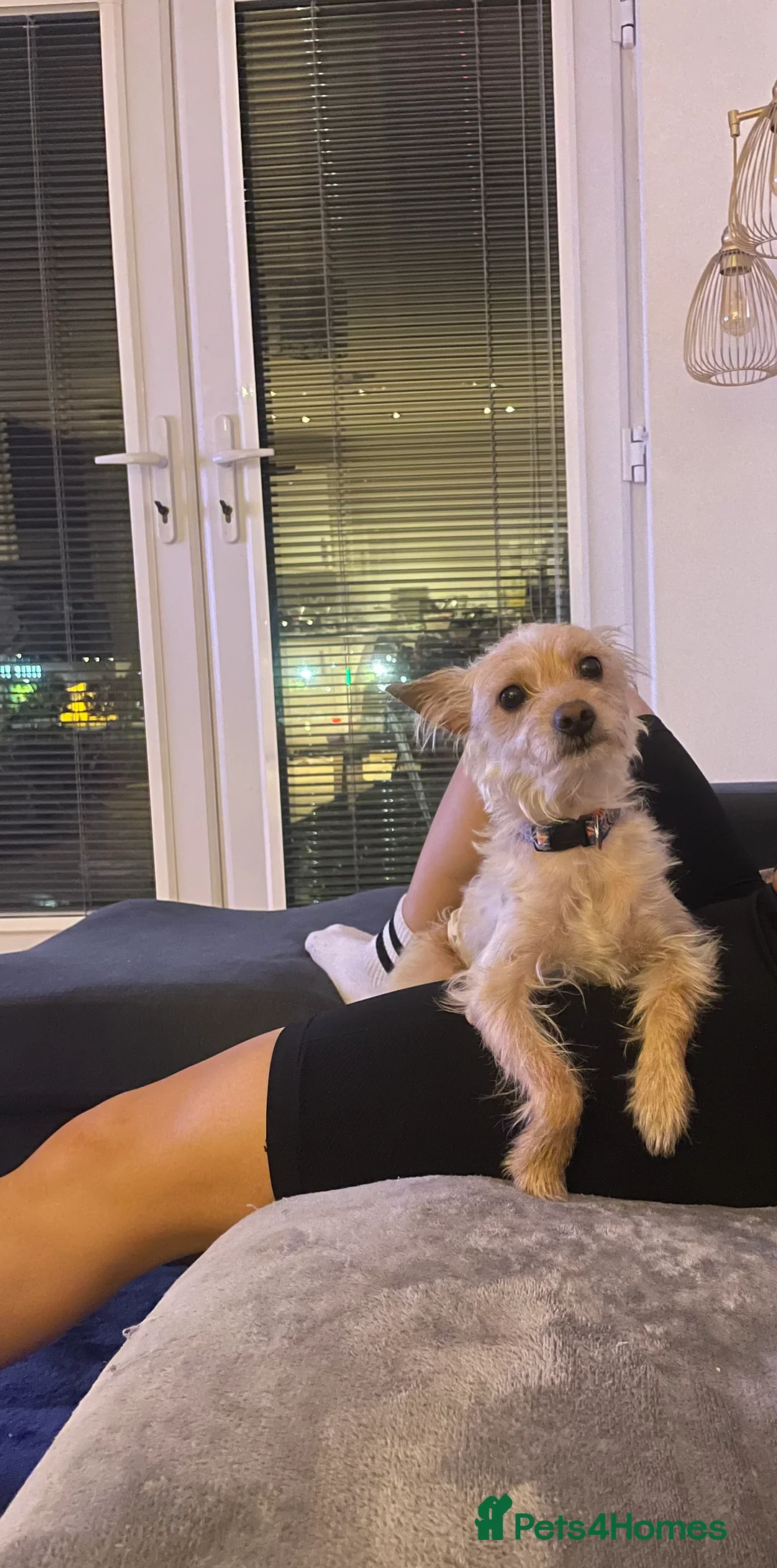 Portuguese Podengo dogs for sale: Melman – 3-Year-Old Male Dog Looking for Home - Advert 1