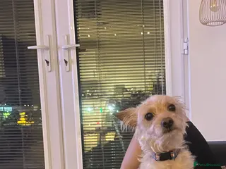 Portuguese Podengo dogs Melman – 3-Year-Old Male Dog Looking for Home in Newport - Advert 5