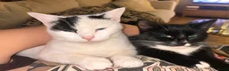 Mixed Breed cats for sale: 4 siblings need re homing  in Spennymoor - Advert 3