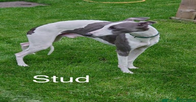 Whippet dogs - Advert 14