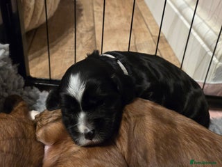 Tibetan Terrier dogs KC Registered Tibetan Terrier Boys - Advert 2