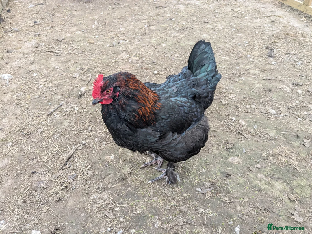 Geese poultry for sale: Call ducks, Light Sussex, Faverolle, Aracaunas,Wel - Advert 18