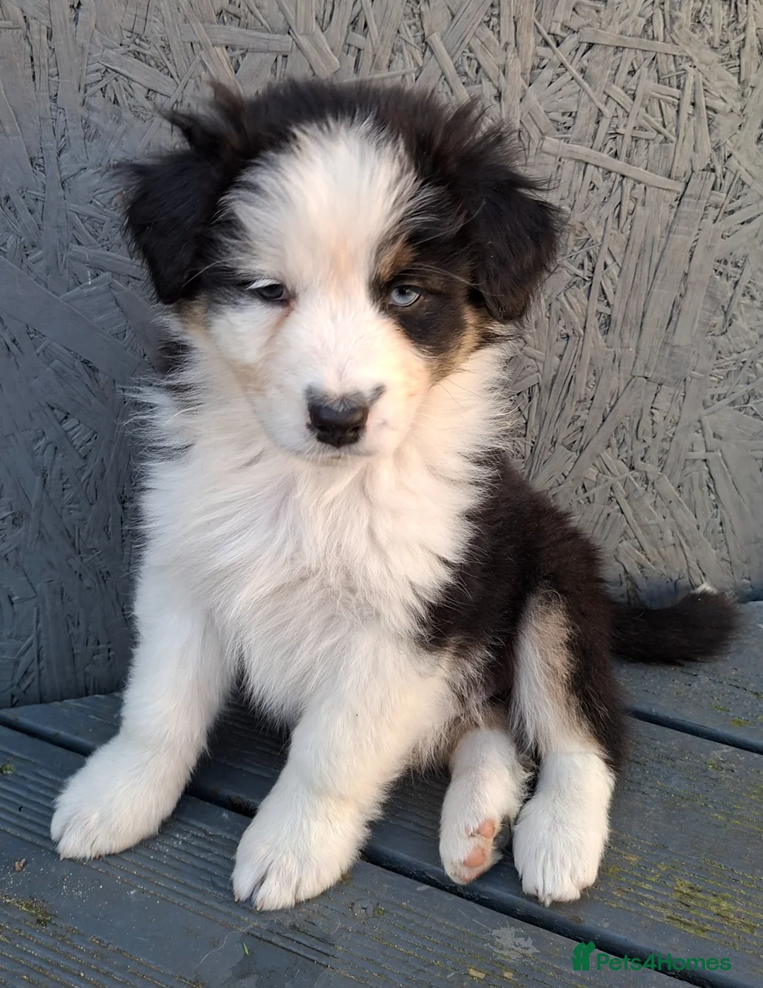 Australian Shepherd dogs for sale: ​🐾 Beautiful Australian Shepherd Puppies 🐾 - Advert 2