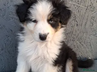Australian Shepherd dogs 🐾 Beautiful Australian Shepherd Puppies 🐾 - Advert 18