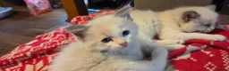 Ragdoll cats for sale: Beautiful Ragdoll Kittens only 1 left 💖 - Advert 22