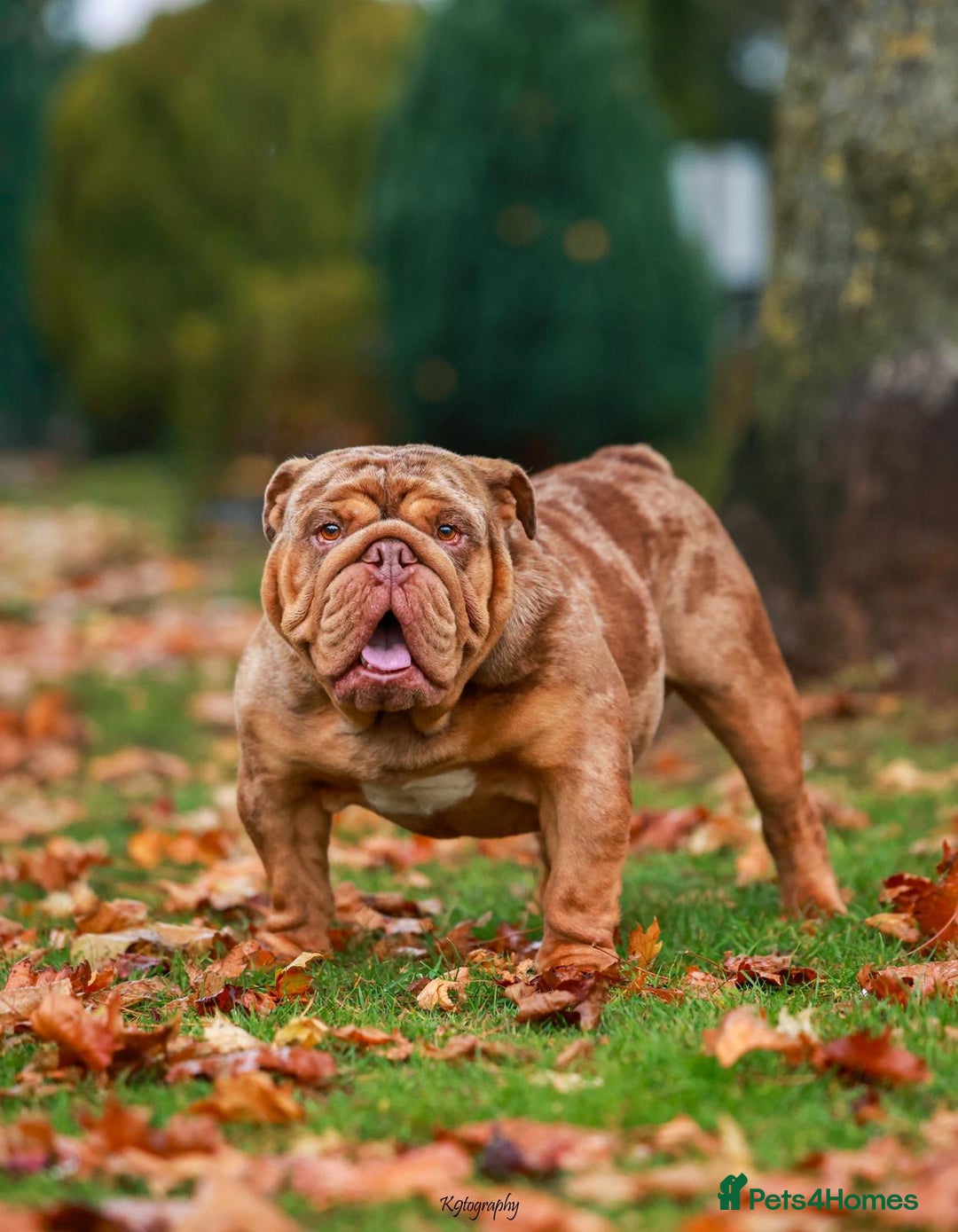 English Bulldog dogs for stud: Chocolate Merle stud English bulldog - Advert 4