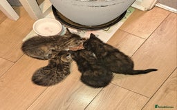 Mixed Breed cats for sale: Four fluffy stress reducers looking for new homes - Image 13