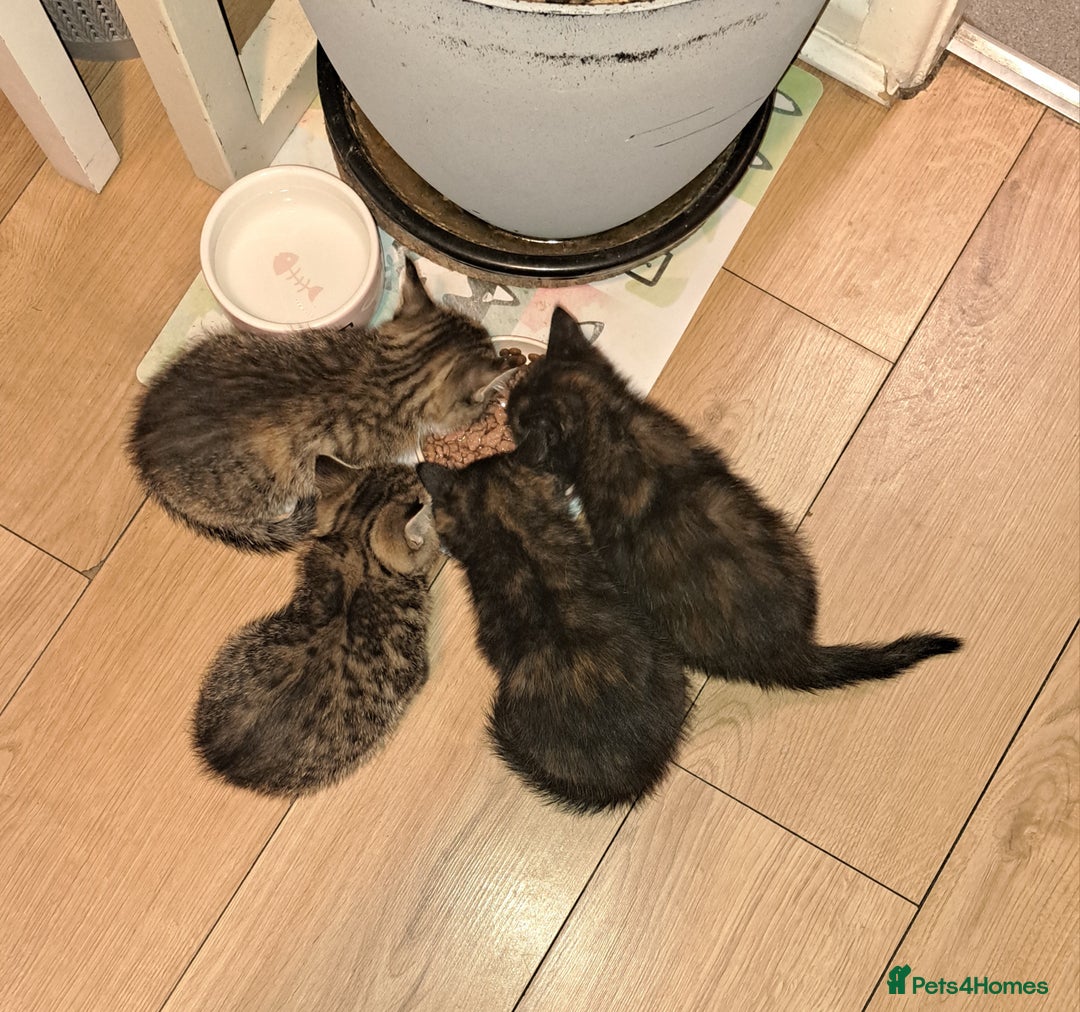 Mixed Breed cats for sale: Four fluffy stress reducers looking for new homes - Image 13