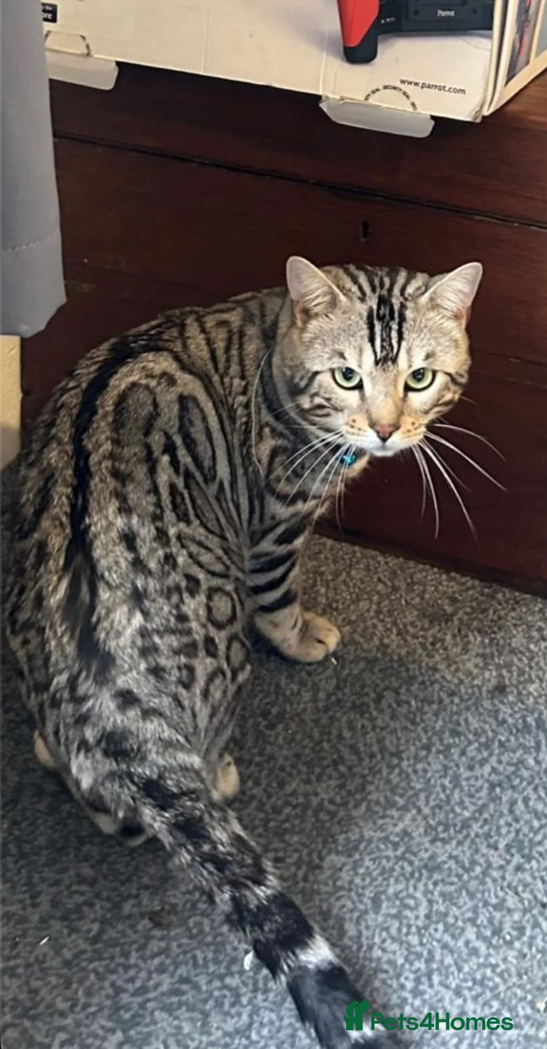 Bengal cats for sale: 2yr old Bengal Boy ready now💙 - Advert 2