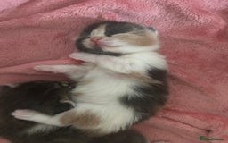 Domestic Shorthair cats for sale: Fluffy kittens for sale - Image 9