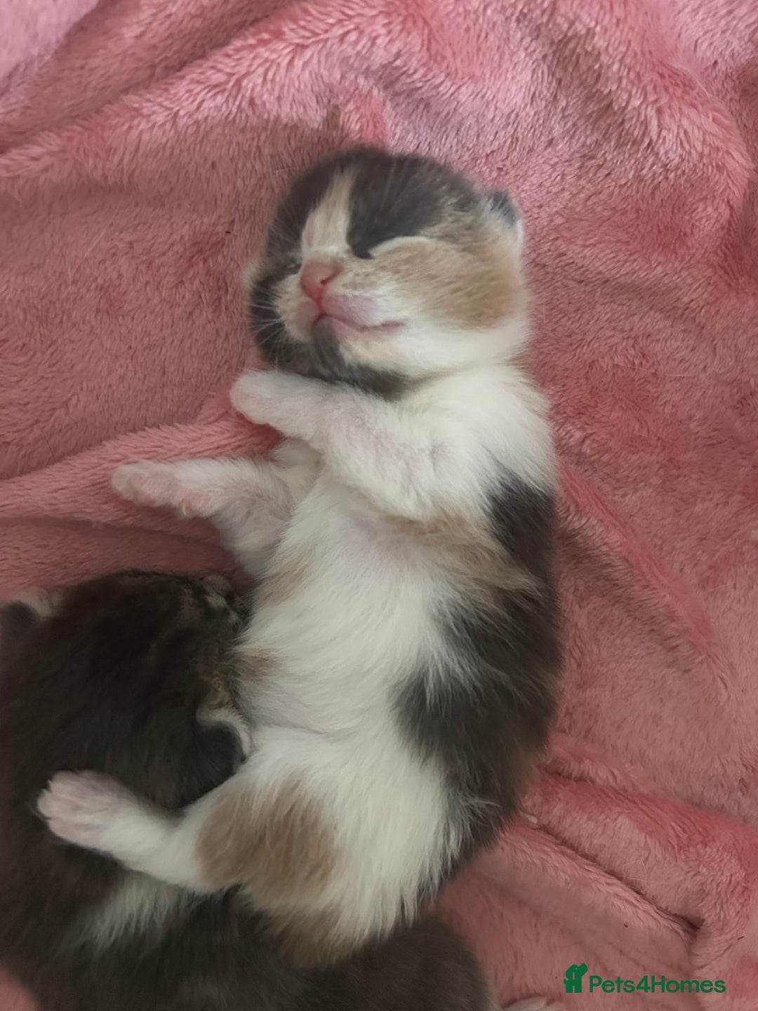 Domestic Shorthair cats for sale: Fluffy kittens for sale - Image 9