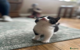 Mixed Breed cats for sale: Kittens for sale Carlisle  - Image 2