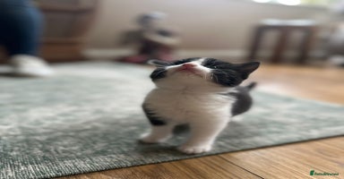 Mixed Breed cats Kittens for sale Carlisle  - Advert 10