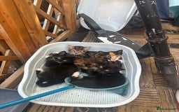 Mixed Breed cats for sale:  Adorable Kittens Looking for Their Forever Homes - Image 3