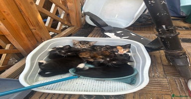 Mixed Breed cats - Advert 13