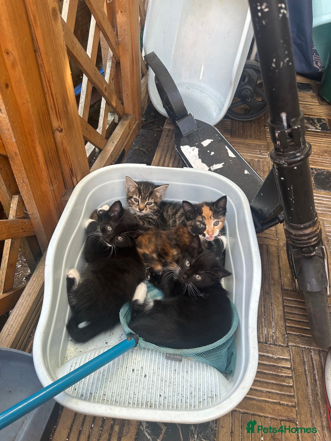 Mixed Breed cats for sale:  Adorable Kittens Looking for Their Forever Homes - Image 3