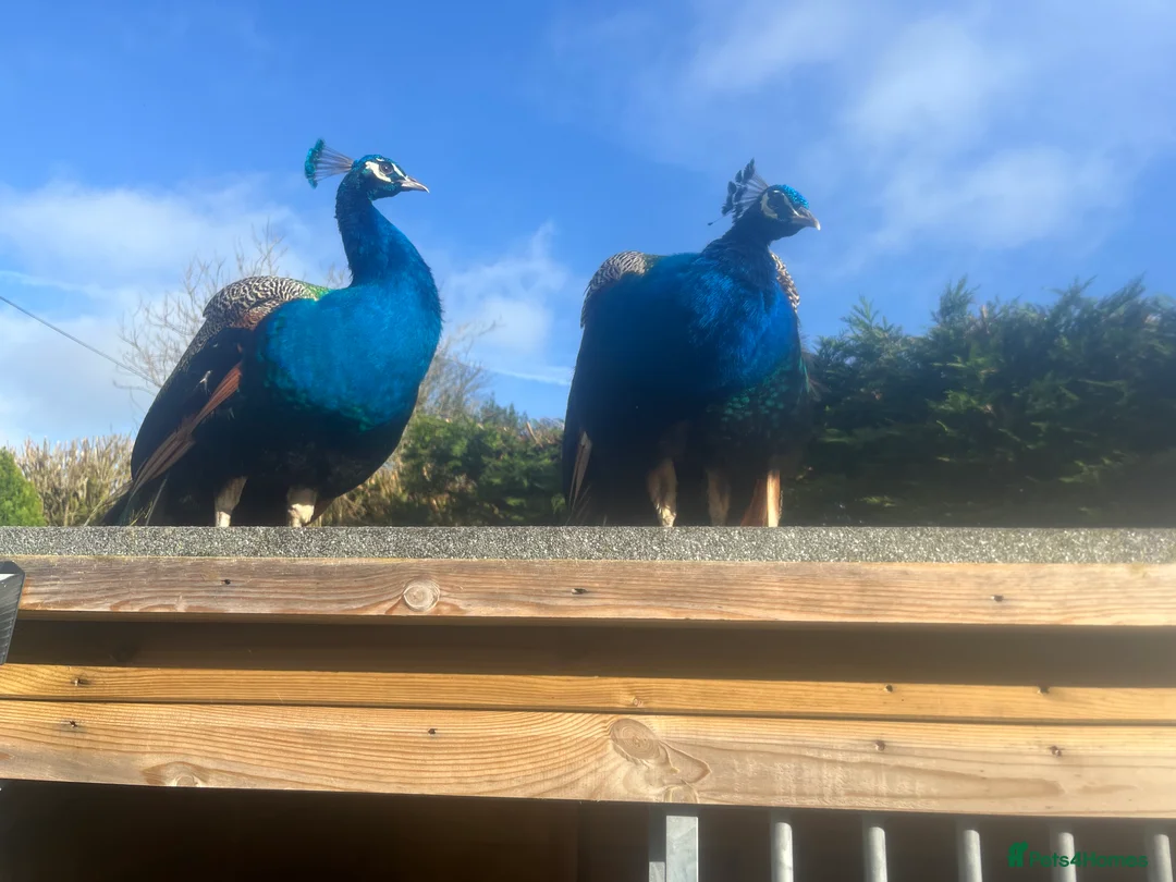 Peafowl poultry for sale: Peacock male 3 years  2x peacocks 1 year old  in Okehampton - Advert 4