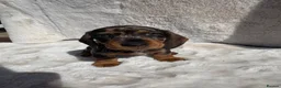 Dachshund dogs for sale: Standard wire haired dachshund  - Advert 5