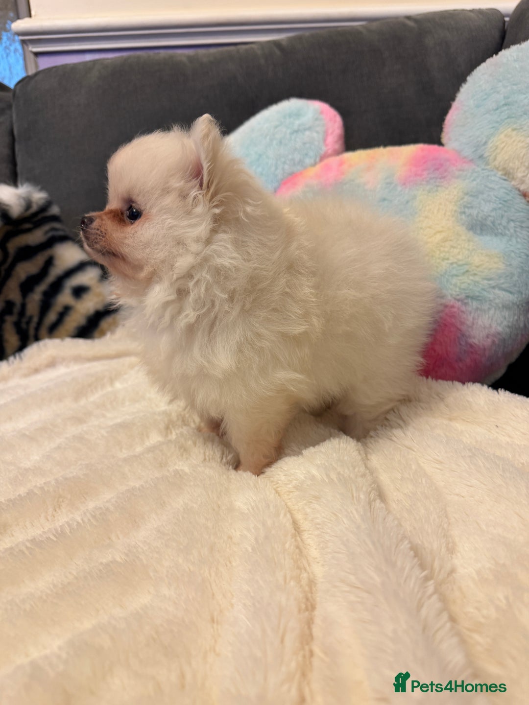 Pomeranian dogs for sale: ❤️Beautiful Pomeranian puppies❤️ - Advert 19