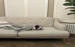 English Lop rabbits for sale: Acorn looking for a babysitter - Advert 3