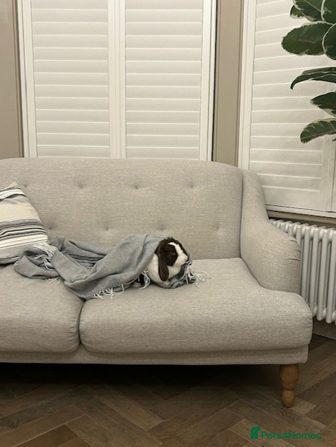 English Lop rabbits for sale: Acorn looking for a babysitter - Advert 3