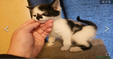 Mixed Breed cats - Advert 5