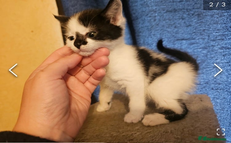 Mixed Breed cats - Advert 4