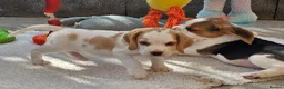 Beagle dogs for sale: Stunning KC Registered Beagle Pups- Ready 24.08.26 in Thirsk - Advert 11