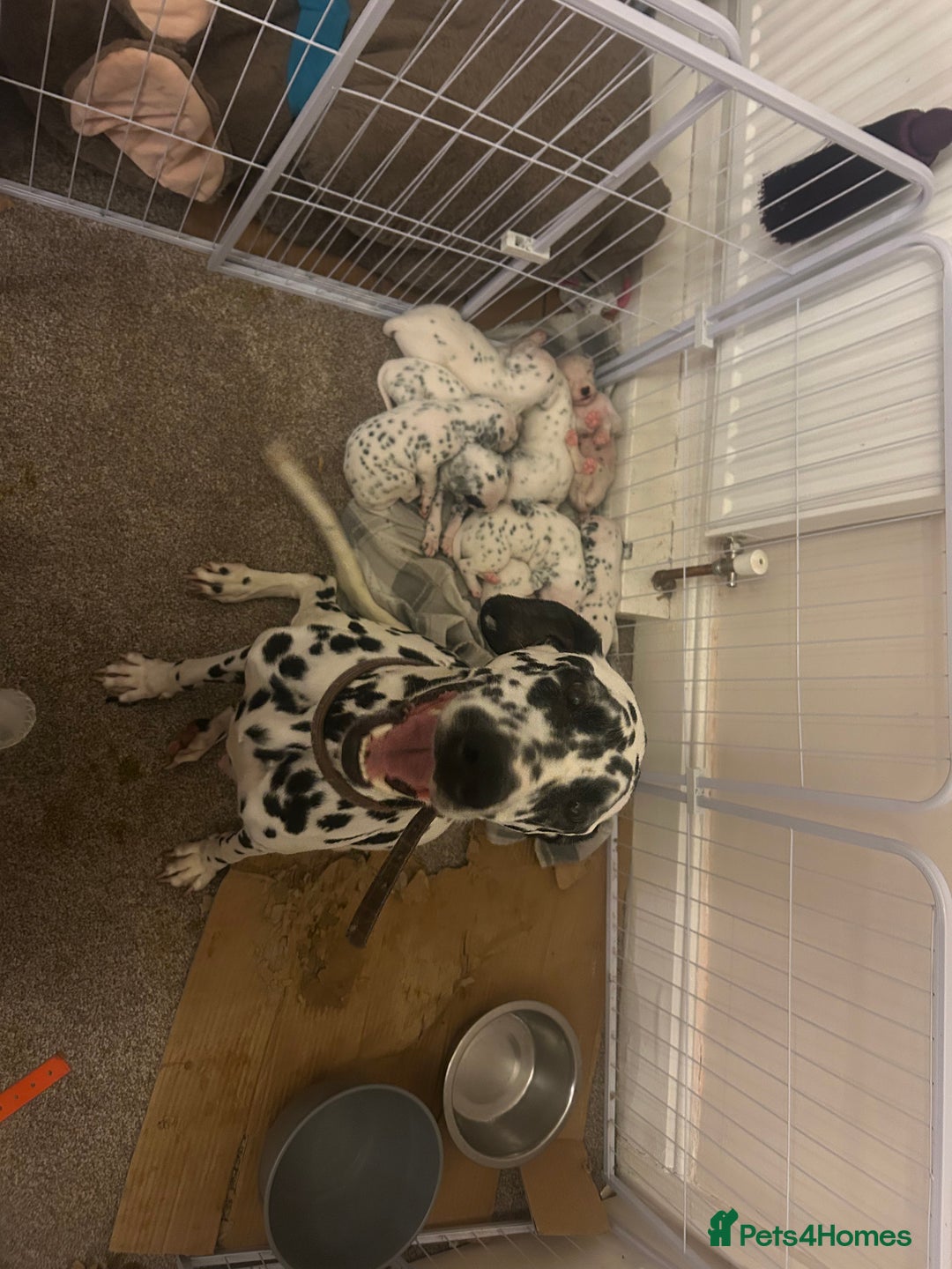Dalmatian dogs for sale: Beautiful boys, BAER tested full hearing  - Advert 18