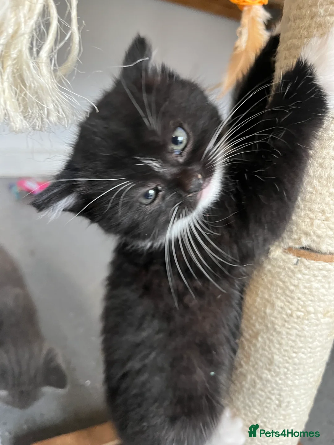 Mixed Breed cats for sale: Stunning Mixed Breed Tuxedo Female kittens - Advert 7