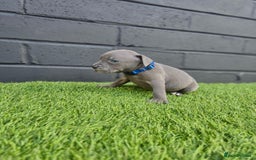 Staffordshire Bull Terrier dogs for sale: Blue Staffordshire Bull Terrier Champion Pups - Image 14