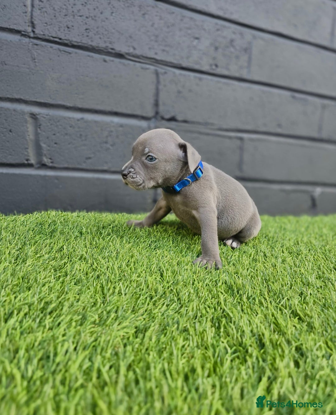 Staffordshire Bull Terrier dogs for sale: Blue Staffordshire Bull Terrier Champion Pups - Image 14