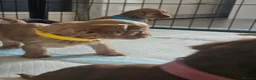 Cavapoo dogs for sale: Gorgeous F1b cavapoo's  - Advert 4