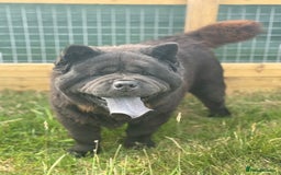Chow Chow dogs for sale: Stunning Black Male Chow Chow in Colchester - Image 6