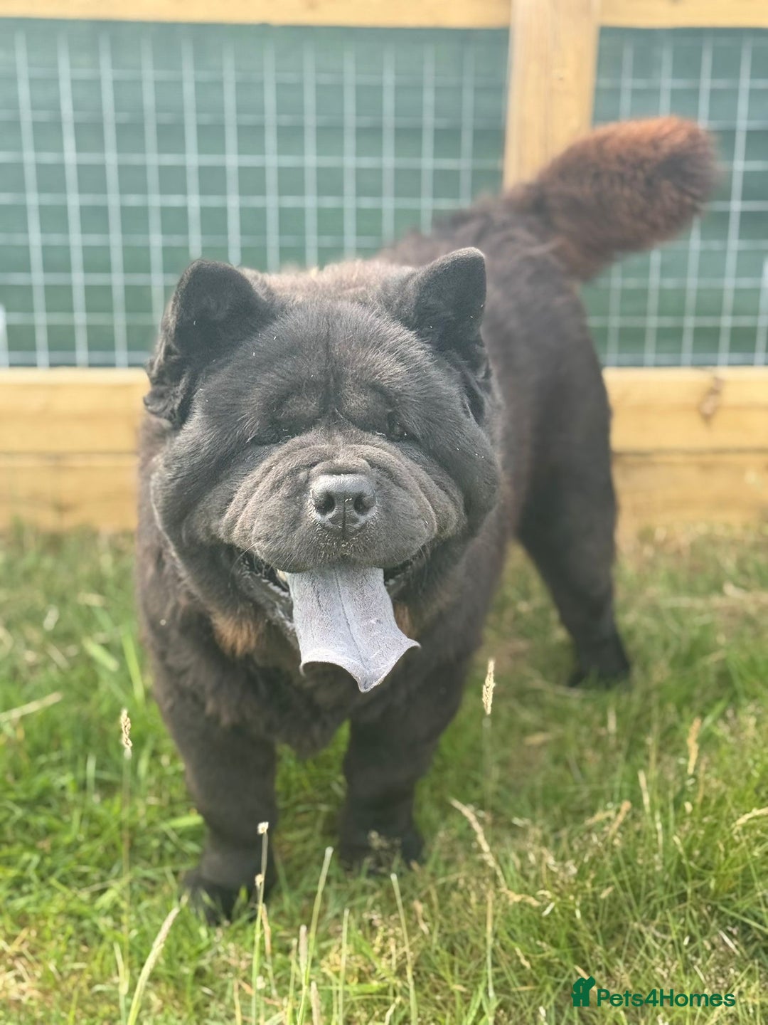 Chow Chow dogs for sale: Stunning Black Male Chow Chow in Colchester - Image 6