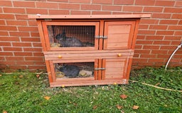 Netherland Dwarf rabbits for sale: Netherlands Dwarf and Double Hutch - Image 3