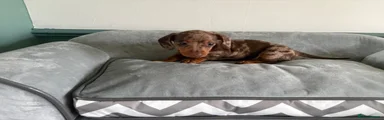 Miniature Dachshund Puppy 4