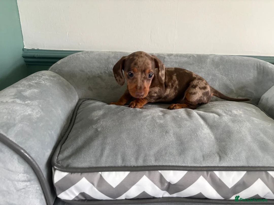 Miniature Dachshund dogs for sale: Tiny mini dachshund  - Advert 16