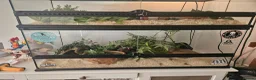 Corn Snake reptiles for sale: Adult female Cornsnake - Advert 2