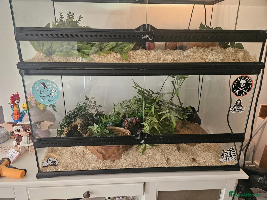 Corn Snake reptiles for sale: Adult female Cornsnake - Advert 2