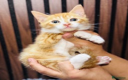 Mixed Breed cats for sale: 🎃 4 Pumpkin Gingers & 2 Phantom Kittens 👻 - Image 16